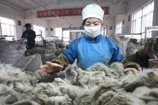 品质源于源头 鄂尔多斯羊绒集团原材料加工厂探秘