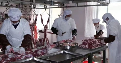陕西榆林横山羊肉 国宴一品背后的民生民计