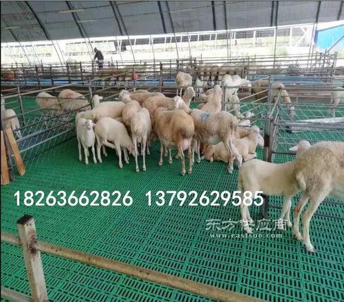 厂家大量供应塑料羊篦子与羊圈垫板，助力养羊高效升级